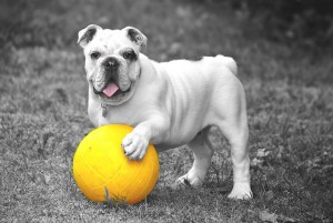 Laat hem maar meezoeken en spelen, maar geen chocolade eten: dat is slecht voor je hond