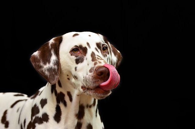 Chocolade mag je hond niet eten: het is giftig voor hem