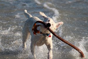 Waarom ruikt een natte hond zo?