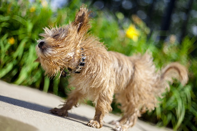 Een hond met een geurtje