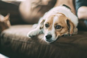 Je hond heeft last van stress of verveelt zich