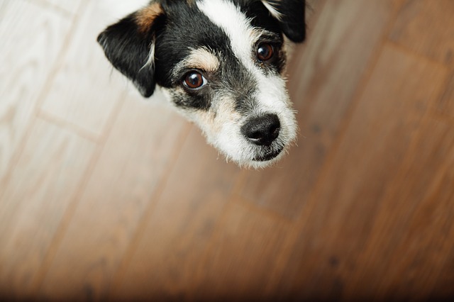 Mijn hond vernielt spullen als ik hem alleen laat